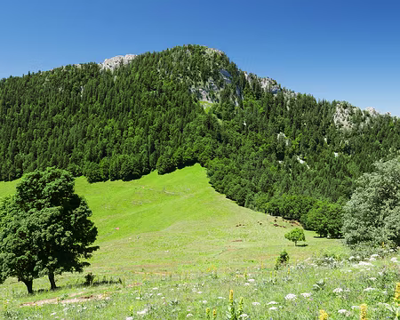 P1120610 Vue sur l'Aliénard et le Col de la Ruchère ponctué de vaches.