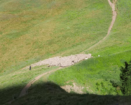 P1120781 Le troupeau de brebis avec son berger et ses patous au Col des Ayes.