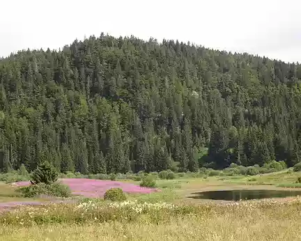 DSC09757 Prairie d'épilobes