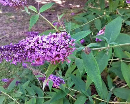 017 Arbre aux papillons (Buddleia)