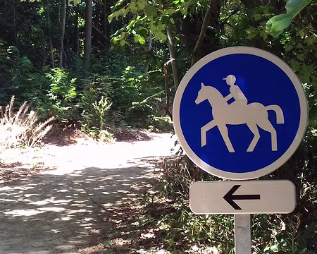 019 Une piste pour les chevaux