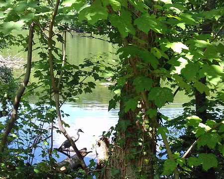 034 Un héron sur la berge