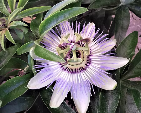 036 Merci Marie-Claire pour cette belle randonnée estivale dans la Haute Vallée de la Bièvre