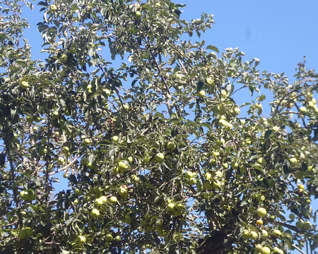 P1150452 Pommier. Merci à Marie-Claire.