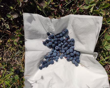 IMG_20220822_160240 Des myrtilles pour ma nièces chérie ...