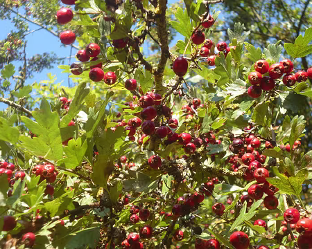 P1150539 Baies d'aubépine