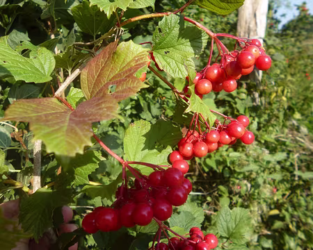 P1150544 Baies de viorne