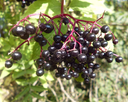 P1150545 Baies de sureau