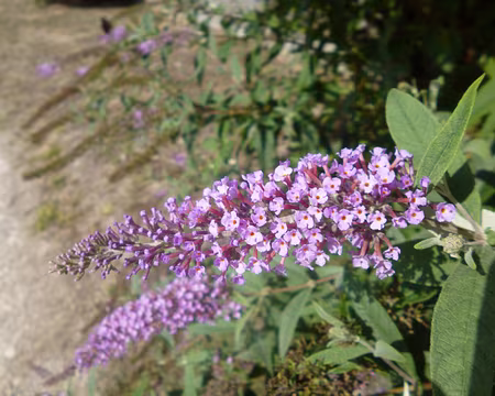 P1150548 Buddleia...