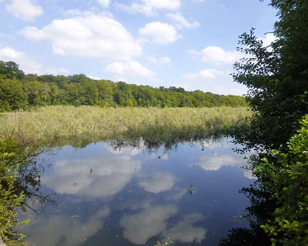 P1150556 Végétalisation par les saules