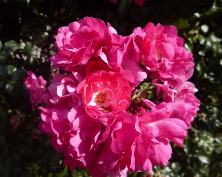 P1150566 Roses. Merci à Marylise.