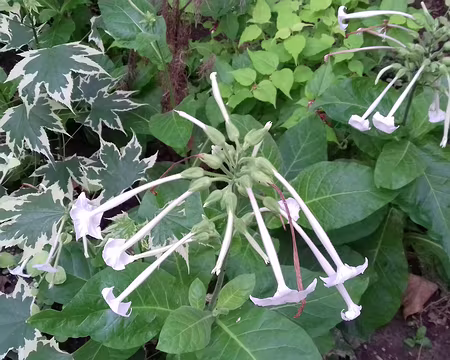 003 Fuchsia du Cap dans le square