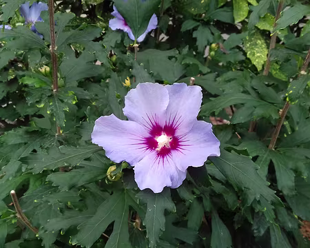 037 Fleur d’althéa dans le square Suzanne Buisson