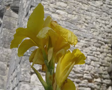 P1150651 Canna. Merci à Patrick