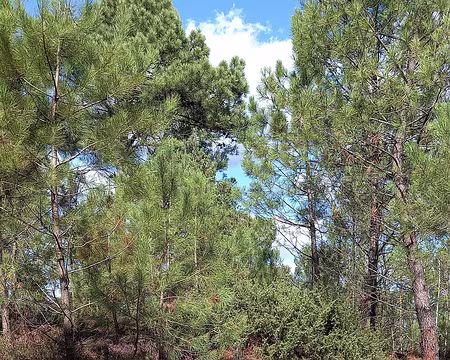 012 Dans les bruyères