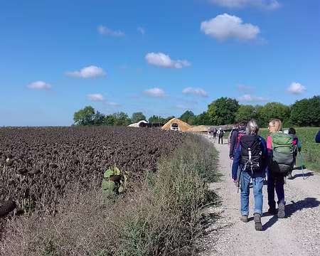 006 Champ de tournesols