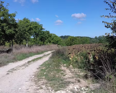 009 Noyers et tournesols