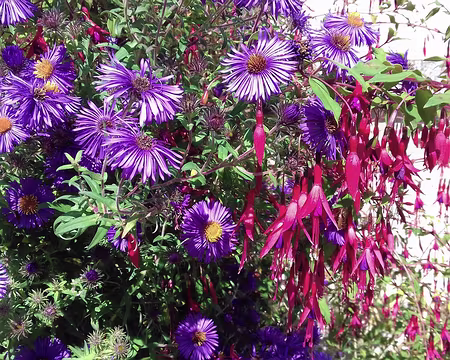 023 Asters et fuchsias à Frouville