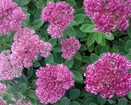 024 Sedum remarquable