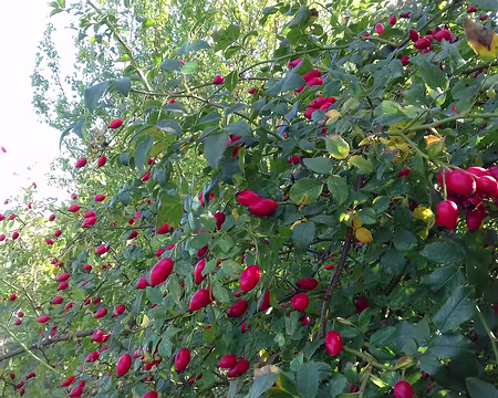 037 Merci Claude pour cette belle randonnée ensoleillée dans le Vexin français