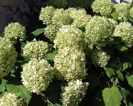 011 Hortensias