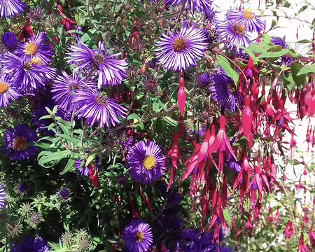 023 Asters et fuchsias à Frouville