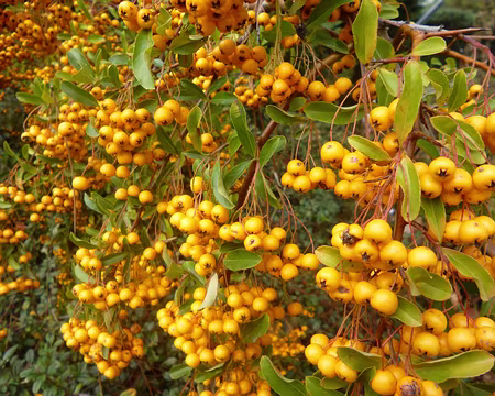 P1150836 Baies jaunes du buisson ardent. Merci à Marie-Claire.