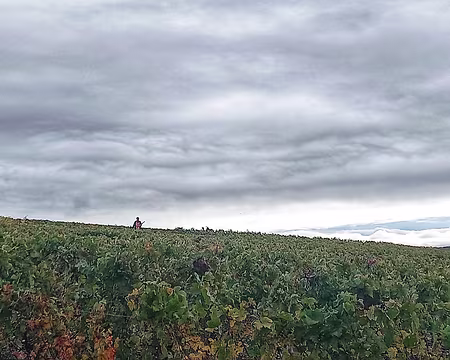 06 Chasseur dans les vignes
