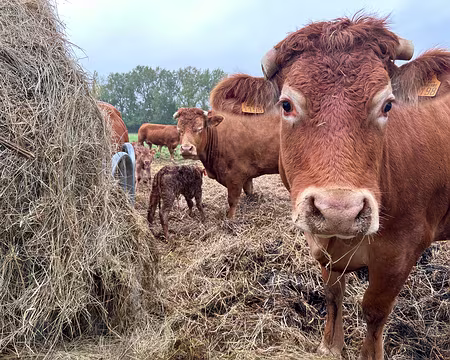 08-IMG_7453 Veaux de quelques jours avec leurs mamans