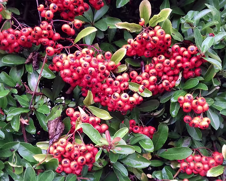 005 Pyracantha dans la rue des Bois