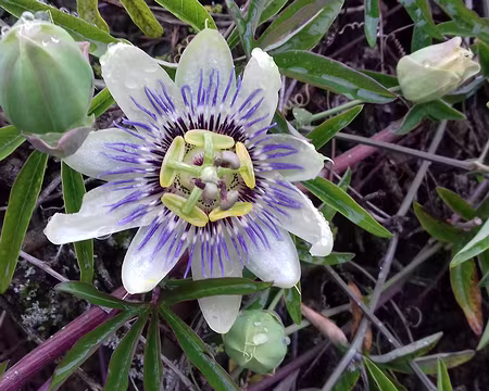 006 Fleur de la Passion