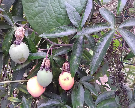 007 Fruits de la Passion