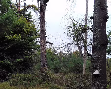 012 Amadouvier et arbre mort