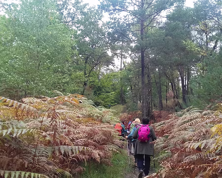 013 Sentier au milieu des fougères aigle