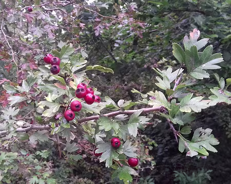 014 Aubépine près de la route forestière des Engoulevents