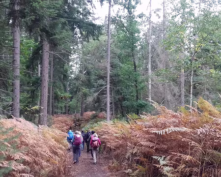 025 Fougères aigle au bord de la route de la Palette