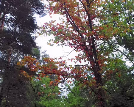026 Chêne d’Amérique aux couleurs de l’automne sur la route de Valmy