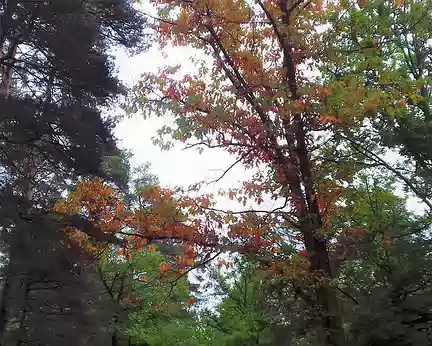 026 Chêne d’Amérique aux couleurs de l’automne sur la route de Valmy