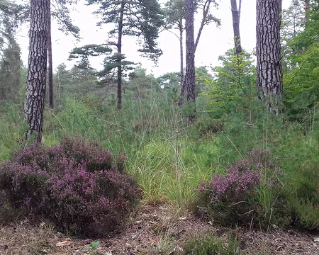 027 Bruyère dans la pinède