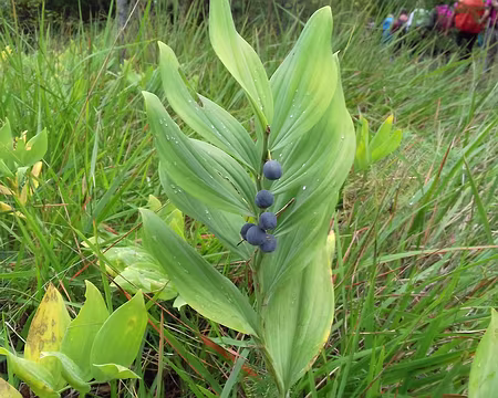 030 Sceau de Salomon