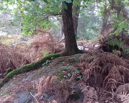 034 Racine aérienne