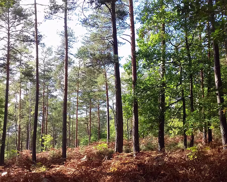 042 Pinède (pins sylvestres)