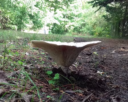 044 Merci Claude pour cette belle randonnée automnale dans la forêt de Fontainebleau