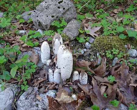 DSC00156 Coprin Chevelu