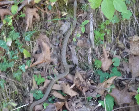 DSC00157 Où est cachée la couleuvre?