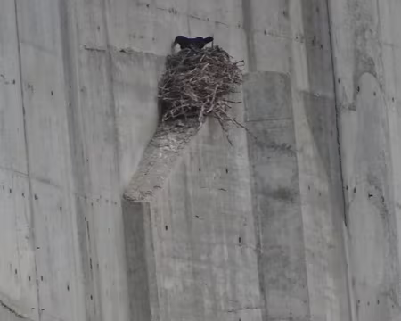 DSC00249 Nid de corvidé sur pile du pont autoroutier avant Metsovo