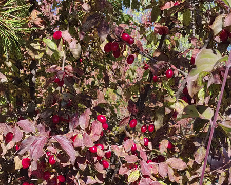 DSC00273a Cornouiller et ses cornouilles