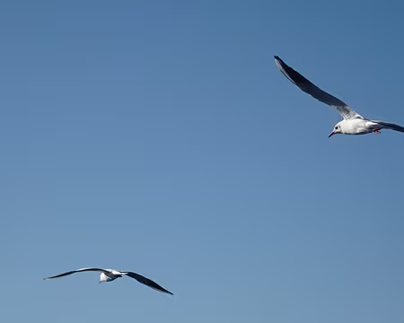 DSC00326 Sur le bateau pour Corfou