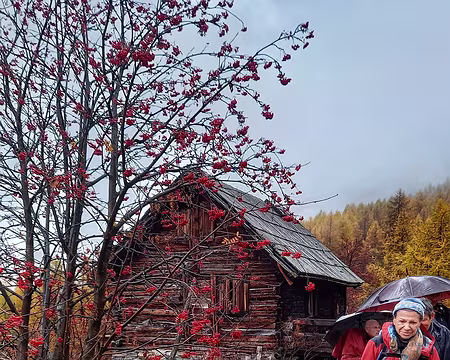 045 Les sorbiers mettent du rouge et nourrissent les oiseaux et les renards.