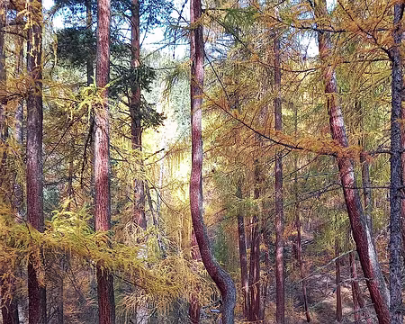 168 Dans la forêt domaniale de la clarée.